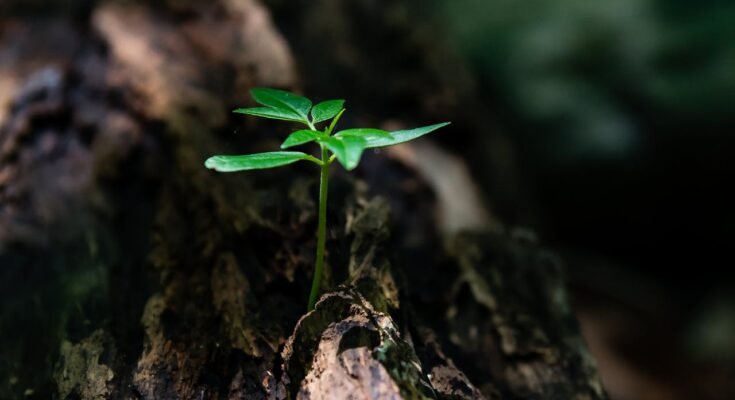 Including Humans, Plants, Animals, and Ecosystems: Understanding the Interconnectedness of Life