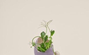 The Concept of the Environment: A Multifaceted Perspective