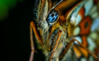 The Natural World: A Complex Tapestry of Life and Processes