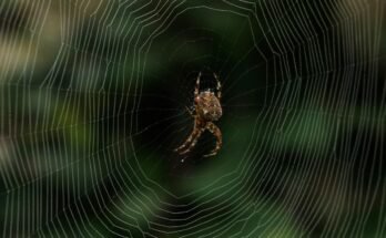 Understanding the Complex Web of Ecosystems: The Physical, Chemical, and Biological Factors That Shape Life
