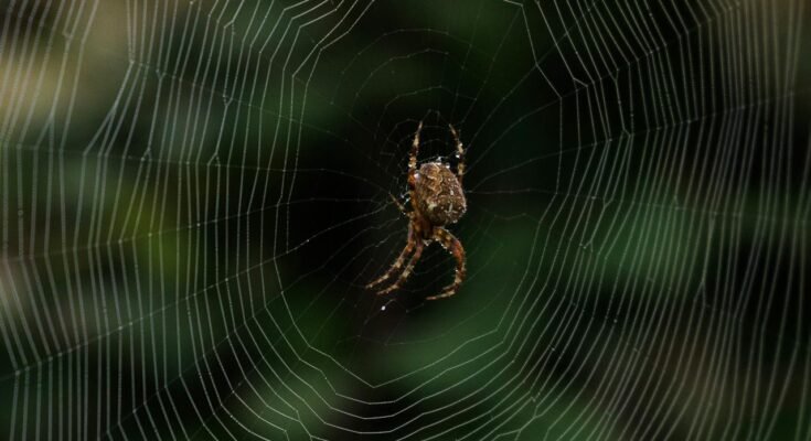 Understanding the Complex Web of Ecosystems: The Physical, Chemical, and Biological Factors That Shape Life